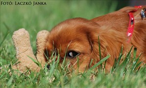 Janka-048