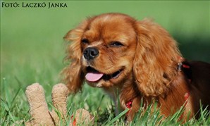 Janka-050